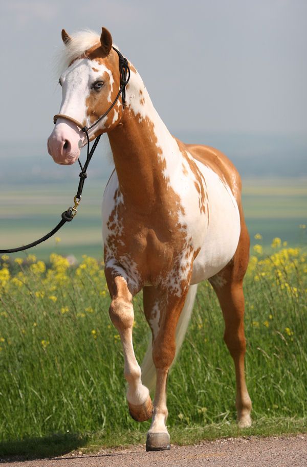 a brown and white horse walking down a road next to green grass covered field with yellow flowers