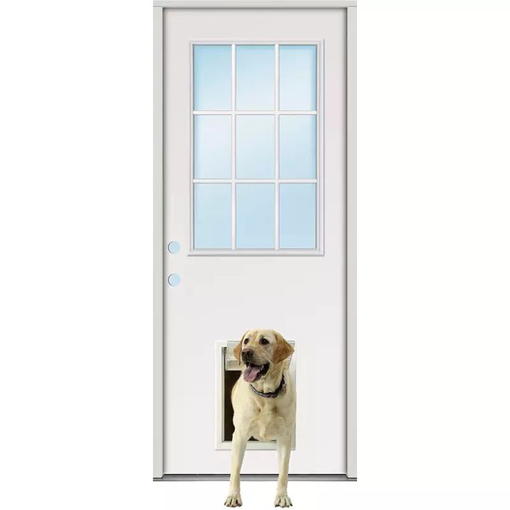 a dog standing in front of a white door