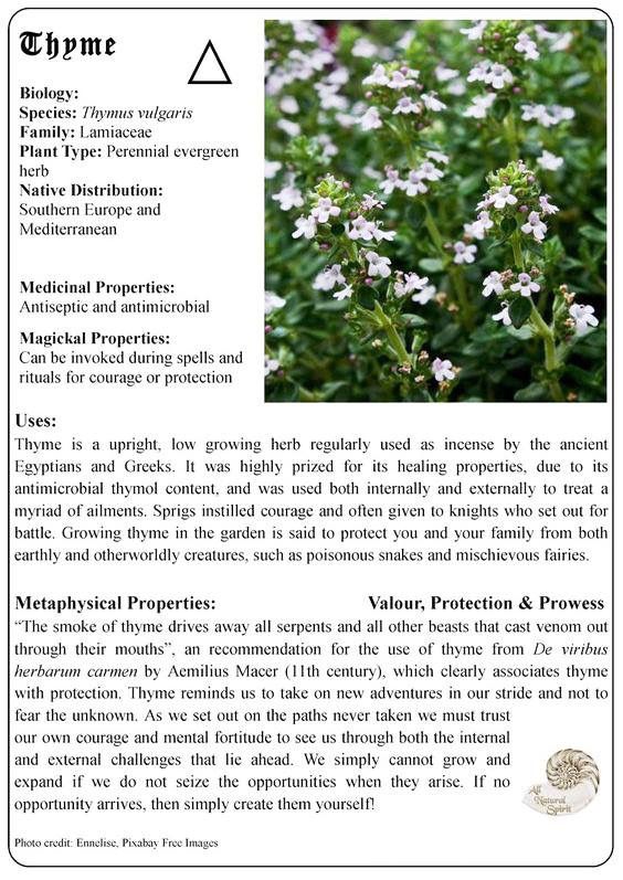 Thyme Medicinal Properties, Thyme Meaning Witchcraft, Magical Properties Of Thyme, Thyme Properties Magic, Rosmary Magic Properties, Blue Vervain Magical Properties, Thyme Magical Properties, Thyme Properties, Thyme Magic