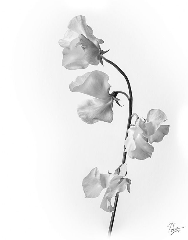 a black and white photo of some flowers