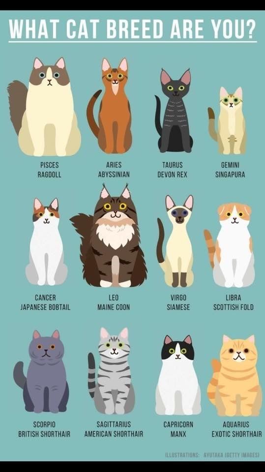 an image of cats with different breeds and colors on the front, which says what cat breed are you?