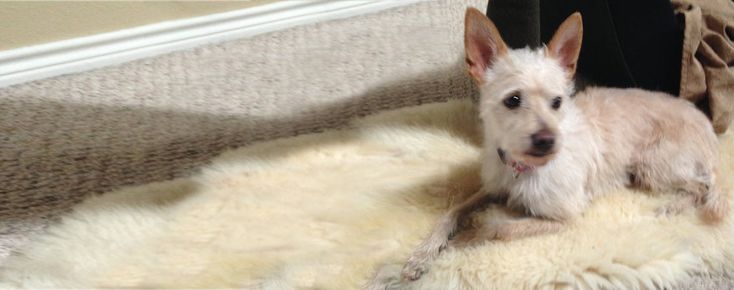 a small white dog sitting on top of a rug