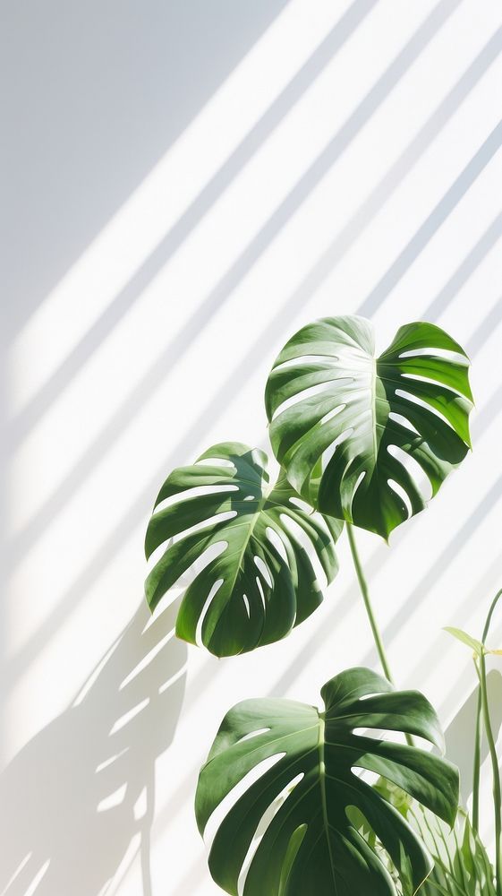 two large green leaves are next to each other on a white wall with long shadows