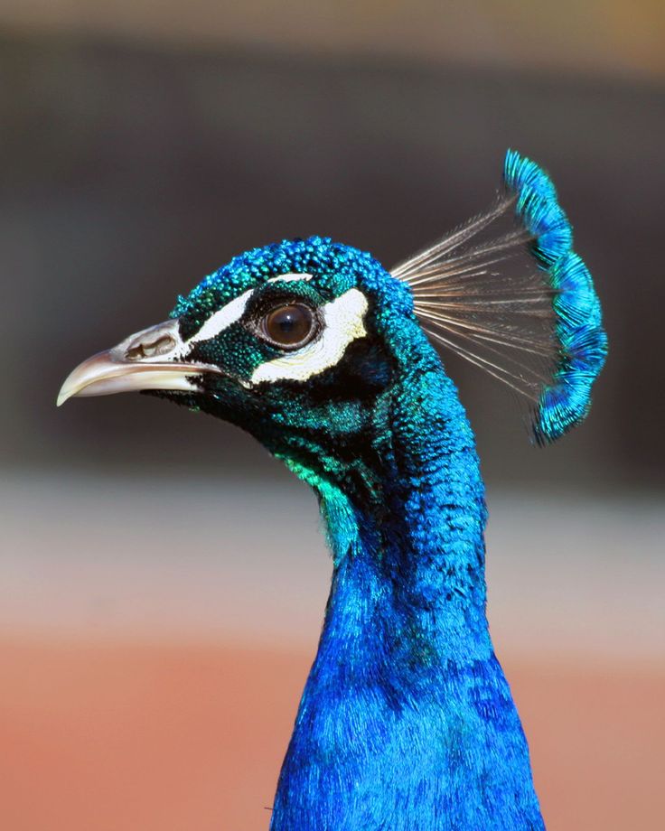 a close up of a blue bird with a black head and long neck, standing on a baseball field