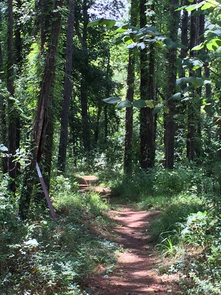 a dirt path in the middle of a forest