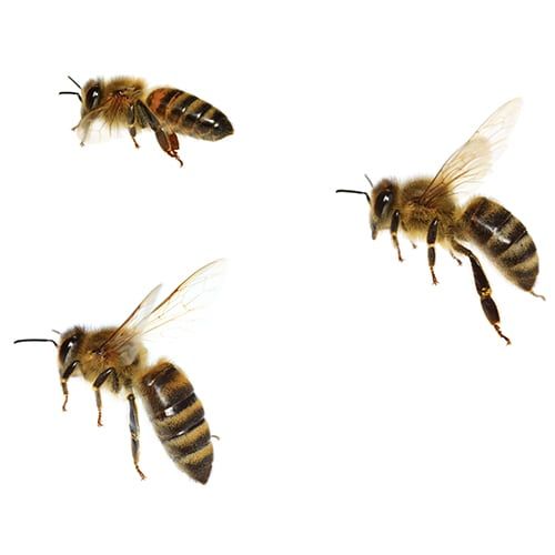 three bees flying in the air next to each other