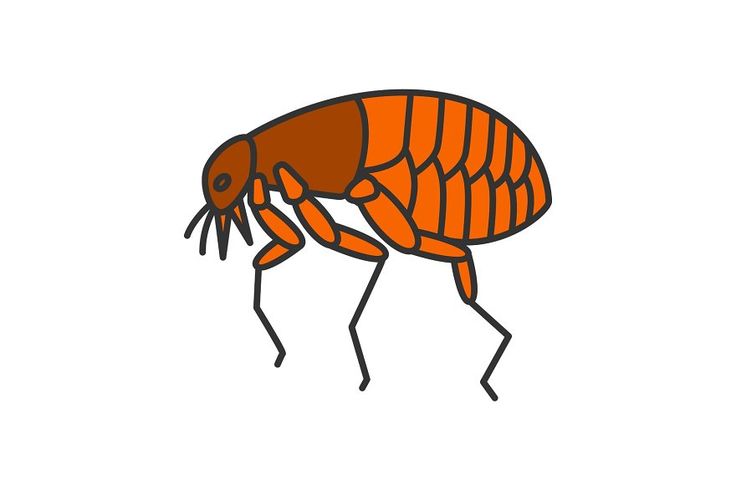 an orange flea is standing on its hind legs and it's head in the air