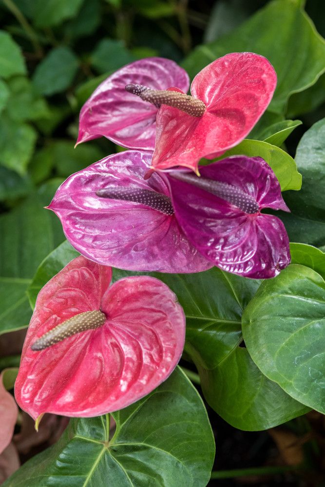 two pink flowers with green leaves in the background