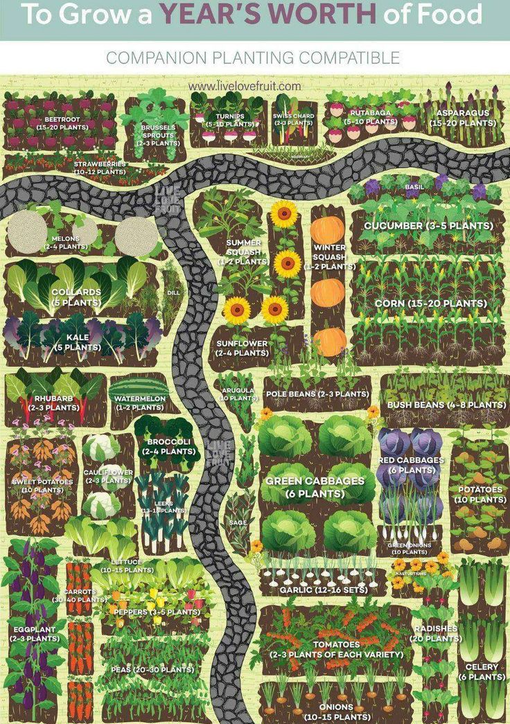 a garden plan with lots of different plants