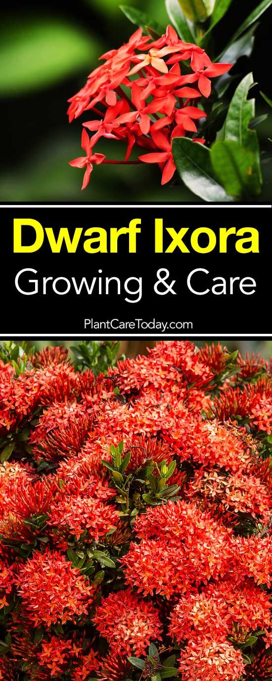 The Dwarf Ixora (Taiwanensis) are fabulous shrubs. The Ixora plant is loved by many because it produces clusters of star-shaped flowers. Ixora Plant, Rustic Home Interiors, Grow Gorgeous, Medicinal Herb, Interior Design Rustic, Landscaping Plants, All About Plants, Medicinal Herbs, Potting Soil