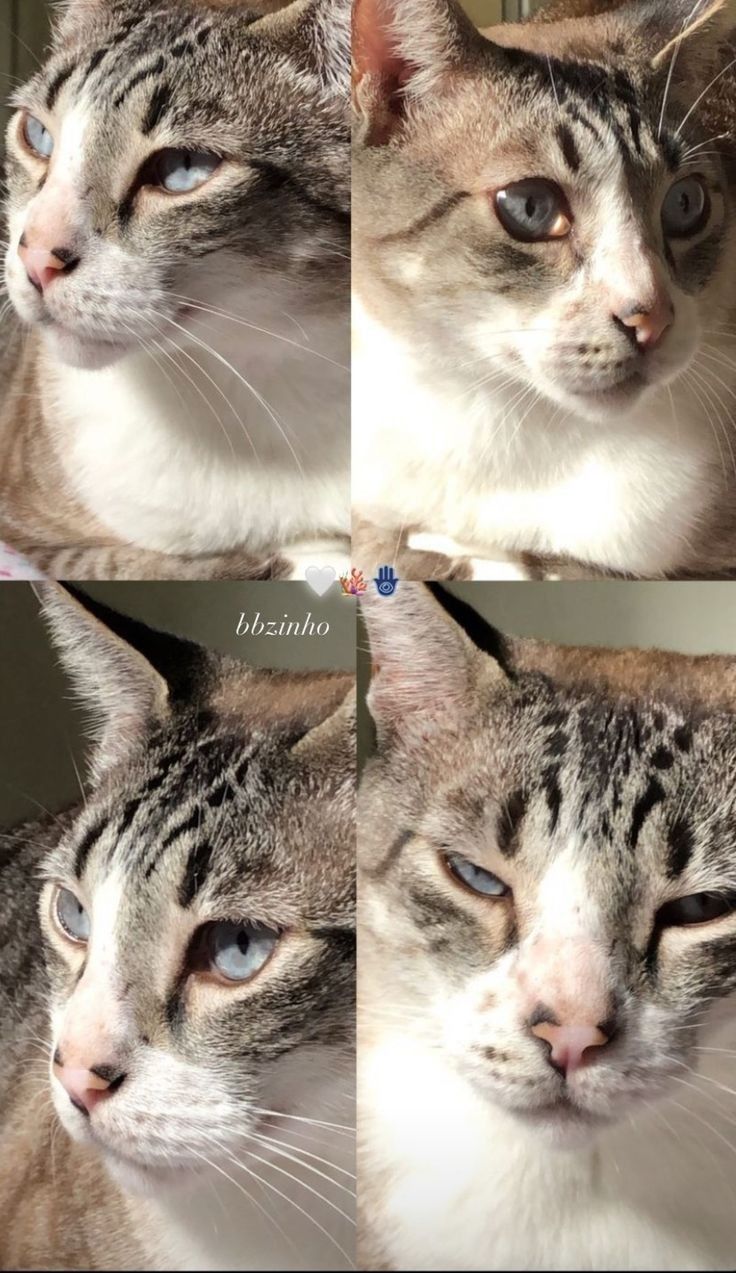 four different pictures of a cat with blue eyes