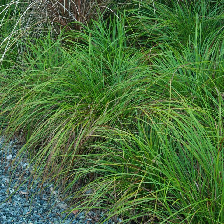 some very pretty green grass by the side of a road