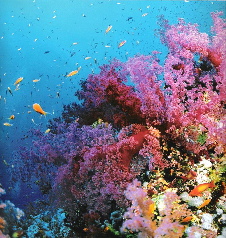 an underwater scene with colorful corals and fish