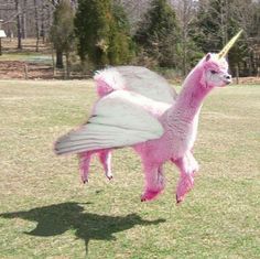 Llama unicorn, flying, pink Llama Unicorn, Animal Captions, Funny Llama, Llama Alpaca, Funny Animal Pictures, Funny Animal, Papua New Guinea, Animal Memes, 귀여운 동물