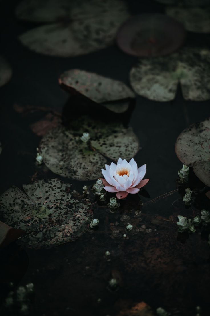 a white flower floating on top of water surrounded by lily pads