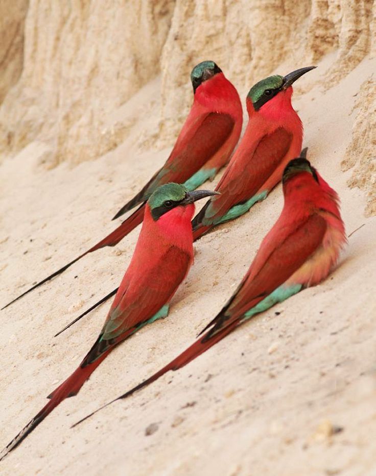 three red and green birds are standing on the sand by some rocks in the desert