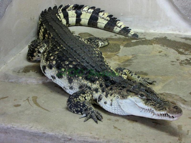 an alligator is laying down on the ground