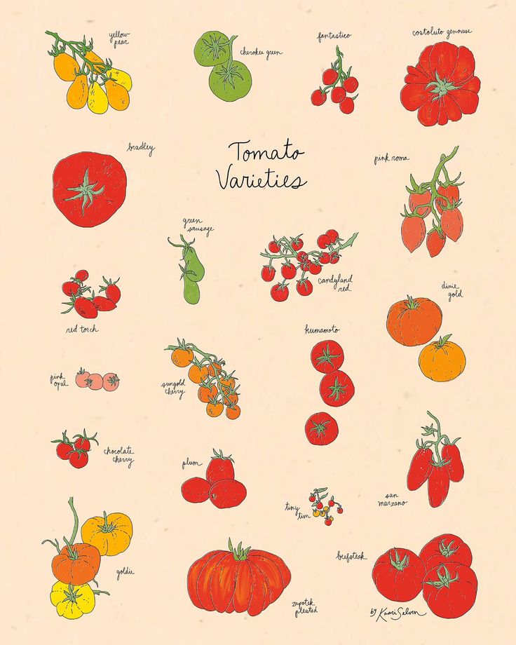 an illustration of tomatoes and other vegetables with the words tomato varieties written below them in cursive writing