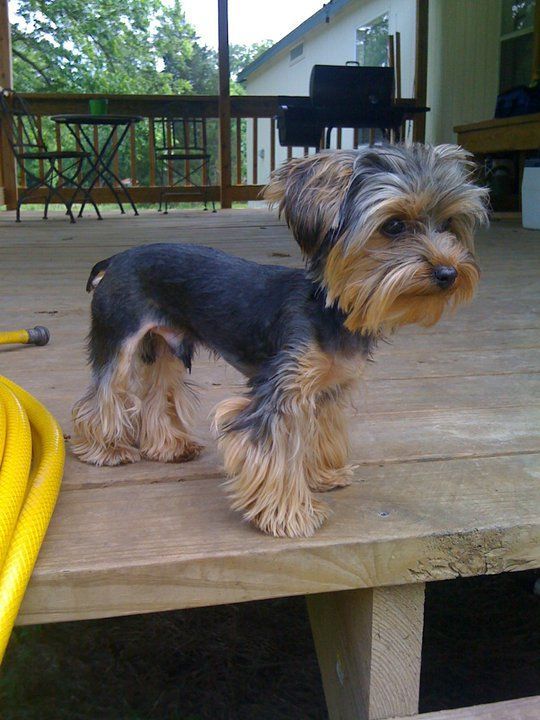 a small black and brown dog standing on top of a wooden table next to a yellow hose