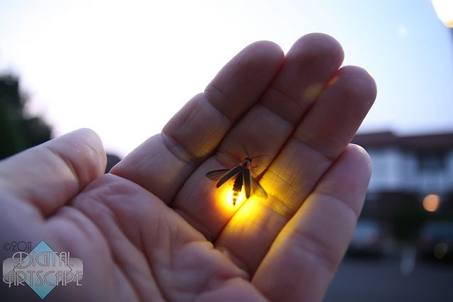 a tiny insect is glowing in the palm of someone's hand