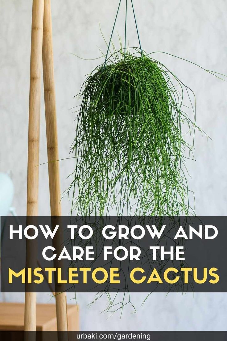 a green plant hanging from the ceiling with text overlay that reads how to grow and care for the mistletoe cactus