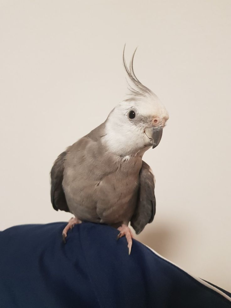 a small bird perched on top of someone's shoulder