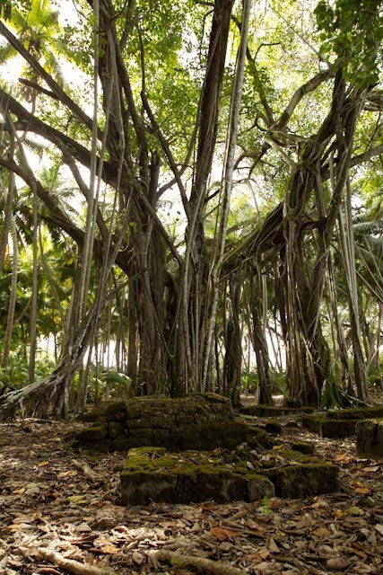 an old tree in the middle of a forest