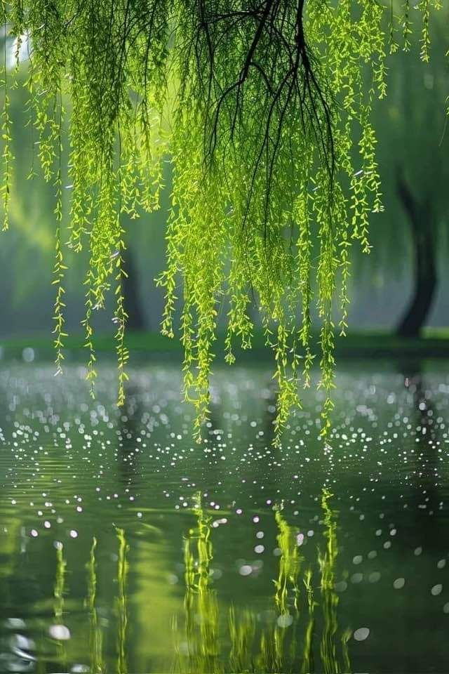 green leaves hanging over the water in front of a tree with lots of droplets on it