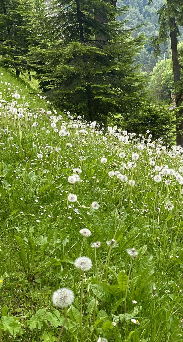 a field full of flowers and trees with mountains in the background