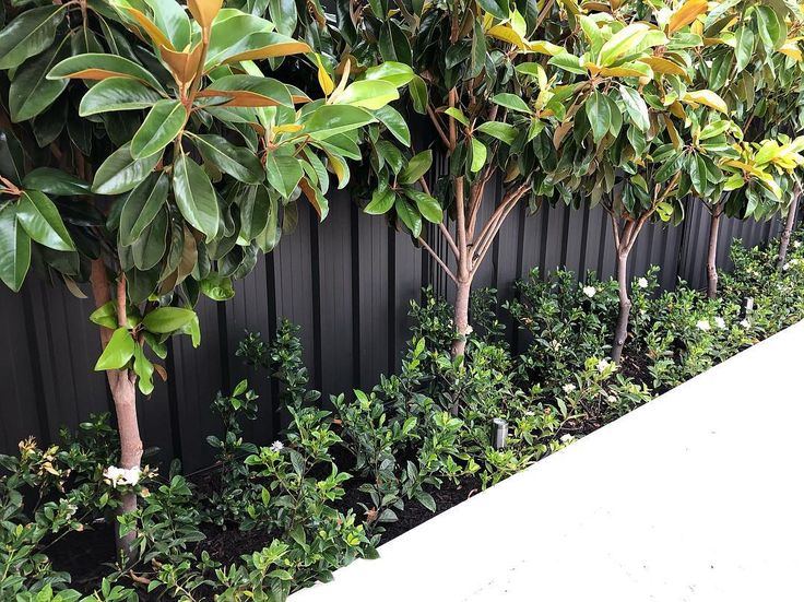 a row of trees next to a black fence