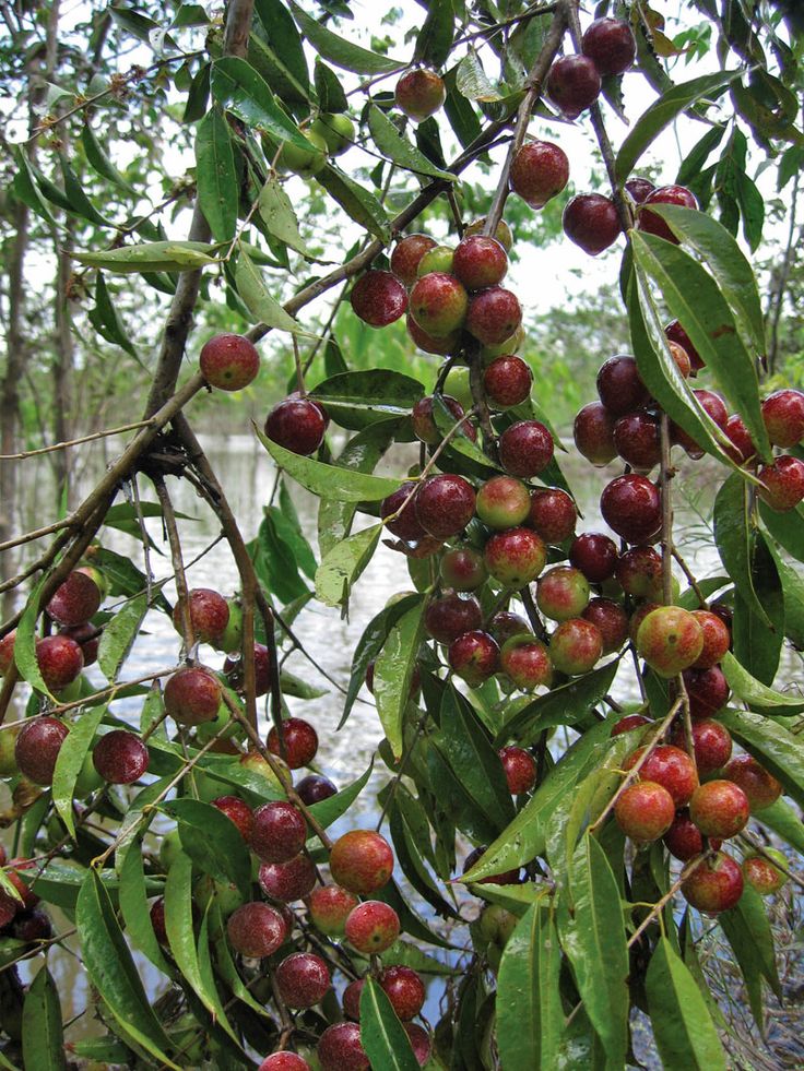 Camu Camu - The Natural Vitamin C Powerhouse for Peak Mental Function and  Nervous System Protection Tropical Bushes, Vitamin C Rich Foods, Amazon Rain Forest, Camu Camu, Natural Vitamin C, Healthy Eyes, Body Tissues, Daily Health Tips, Daily Vitamins