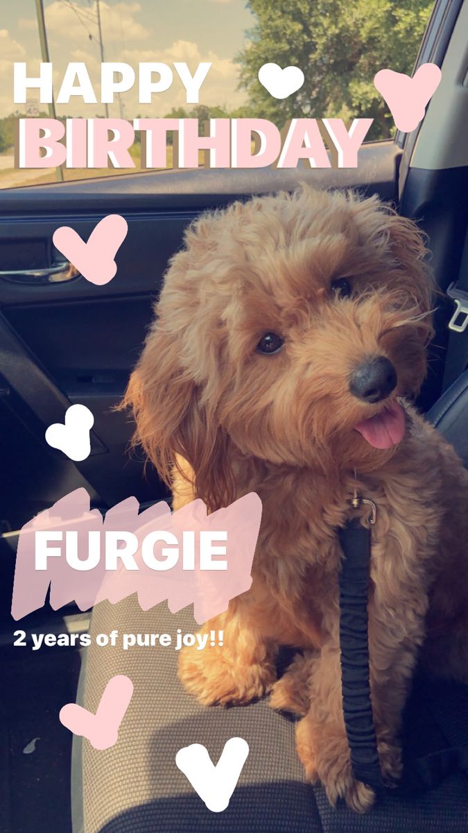 a dog sitting in the back seat of a car with happy birthday messages on it