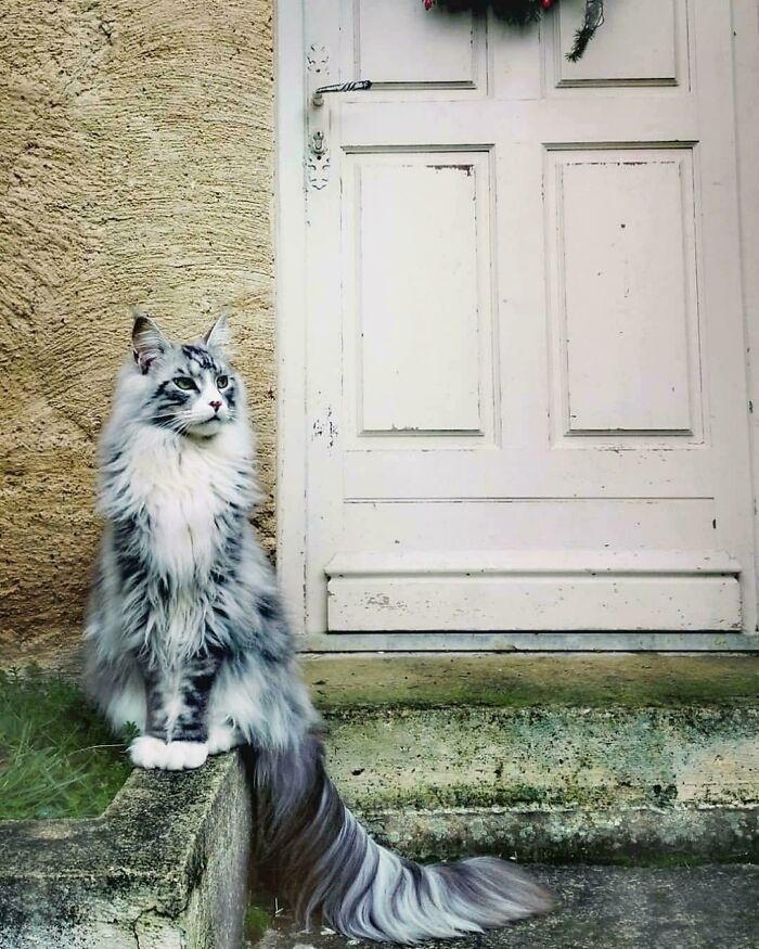 a long haired cat sitting in front of a door with grass growing on the ground