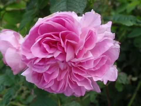 a pink flower with green leaves in the background