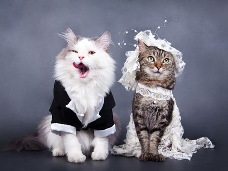 two cats dressed up as bride and groom with caption that says tanks gawd at do navt taye, distopid katt tu be mai wif