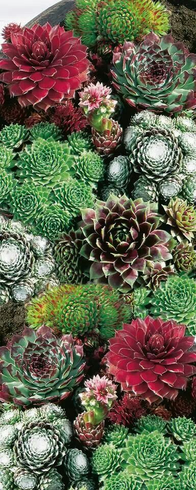 an arrangement of succulents and other plants in various colors, sizes and shapes