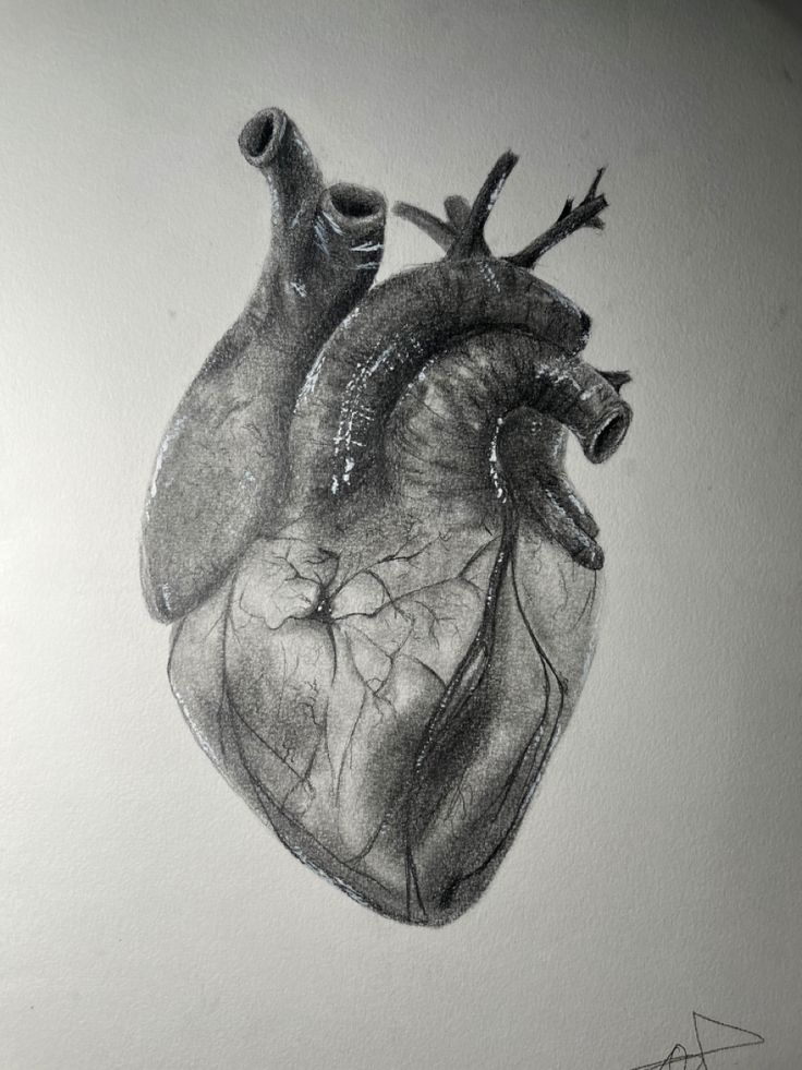 a drawing of a human heart on a white wall