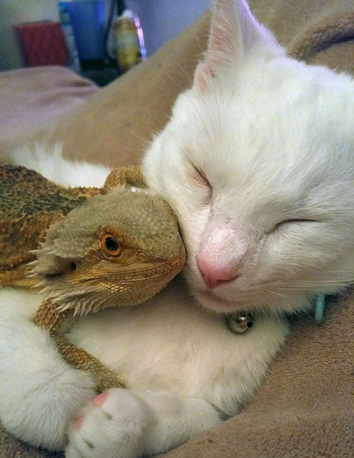 a white cat laying on top of a lizard