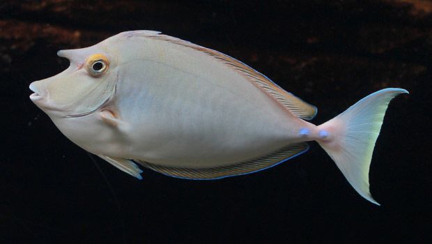 a white fish with blue and yellow stripes on it's side swimming in an aquarium