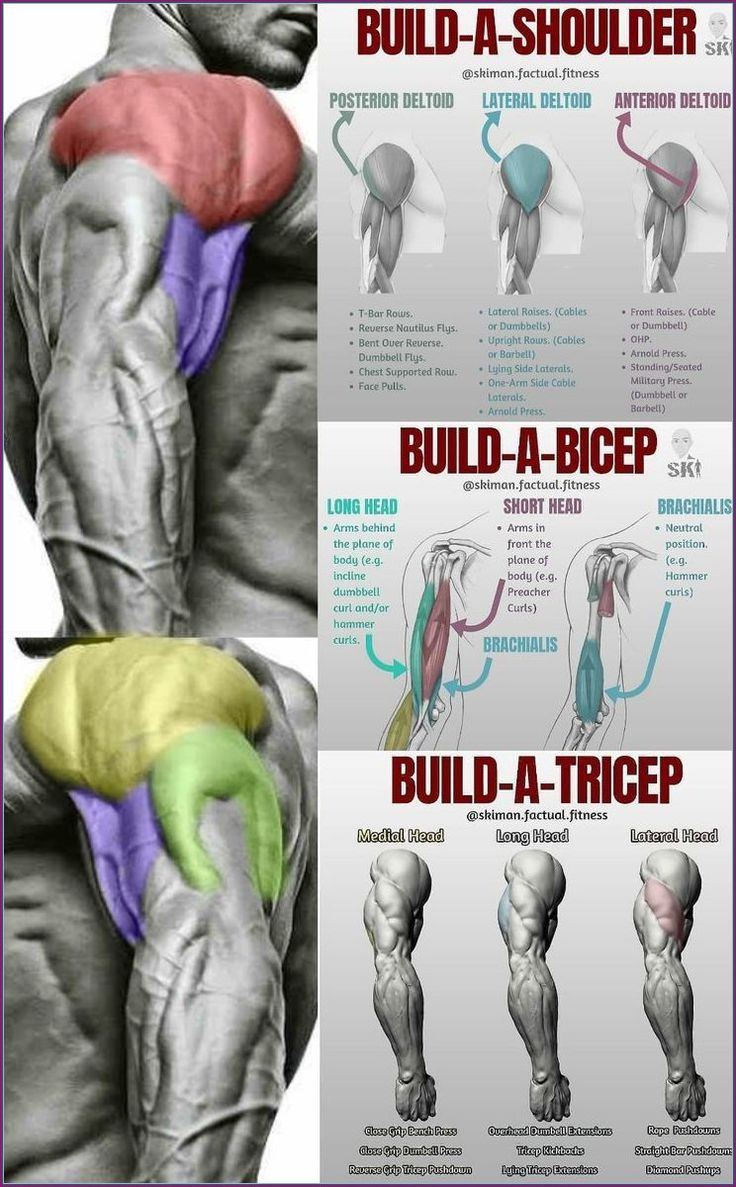 the back and shoulder muscles are shown in three different views, with text below it