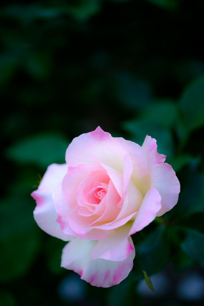 a pink rose with green leaves in the background