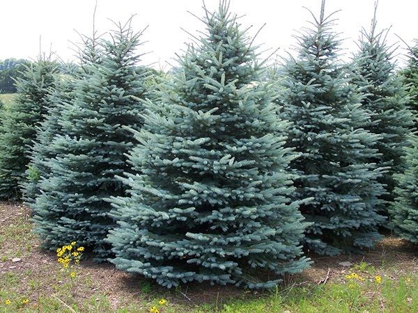 a row of blue spruce trees in a field