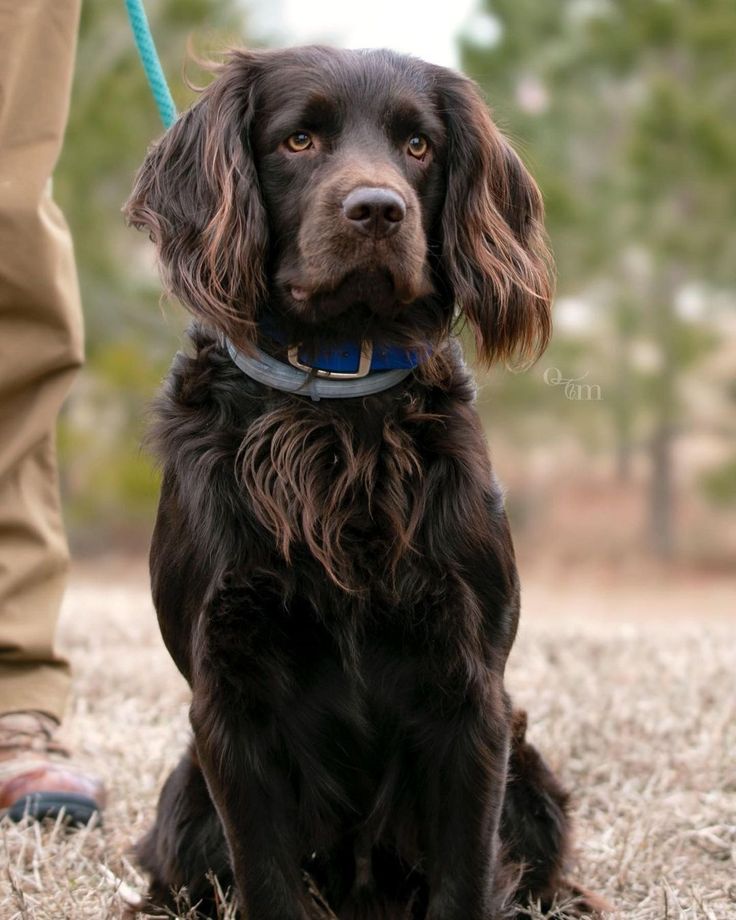 a brown dog sitting on top of a dry grass field next to a persons foot