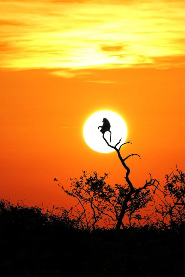 the sun is setting behind a tree with a bird perched on it