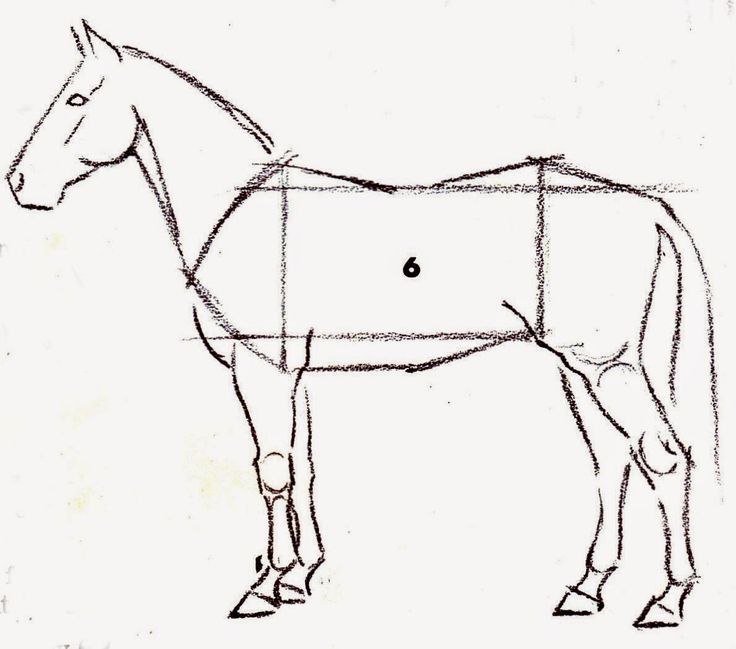 a drawing of a horse's head and body, with lines drawn across it