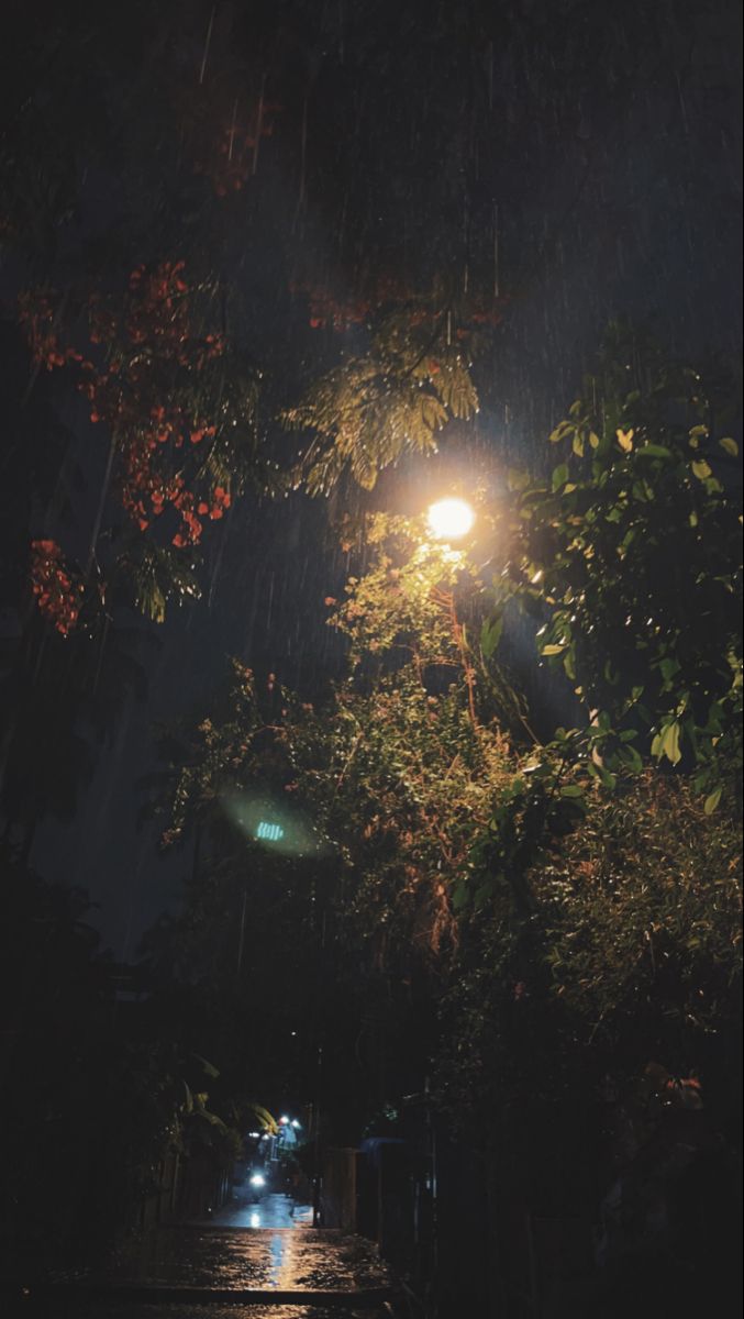 a street light in the rain at night with trees and leaves on it's sides