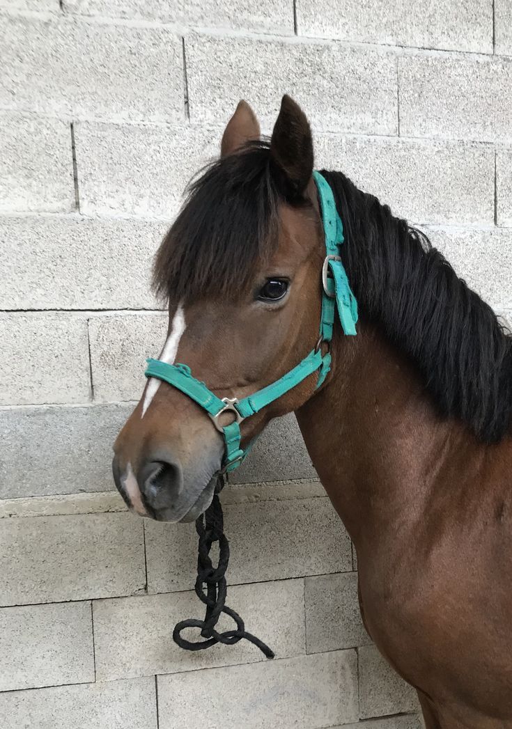 a brown horse wearing a blue bridle standing in front of a brick wall