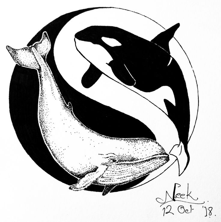 an ink drawing of two orca whales in a circle