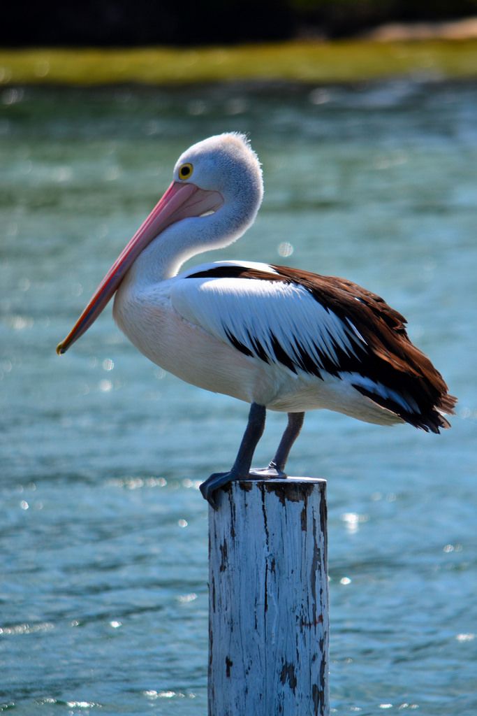 a pelican sitting on top of a wooden post in the water