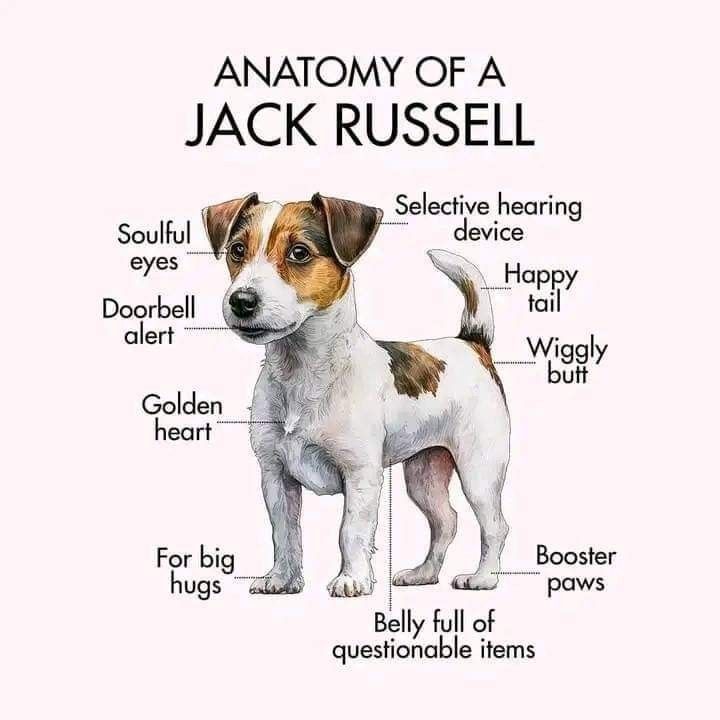 the anatomy of a jack russell terrier puppy dog breed, person, dogs and puppies, small dogs, cute dogs, funny animals, stuffed animal pictures, diagram, how to draw, pets, bones, pet stuff, teddy bear